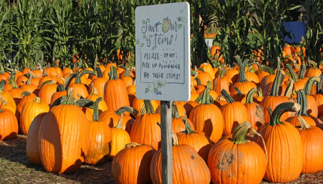 Jones Farm Pumpkins