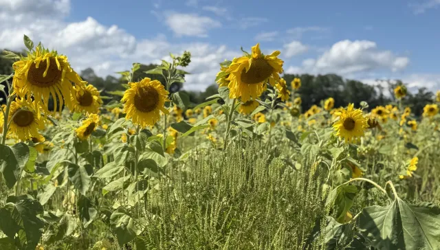 sunflowerField