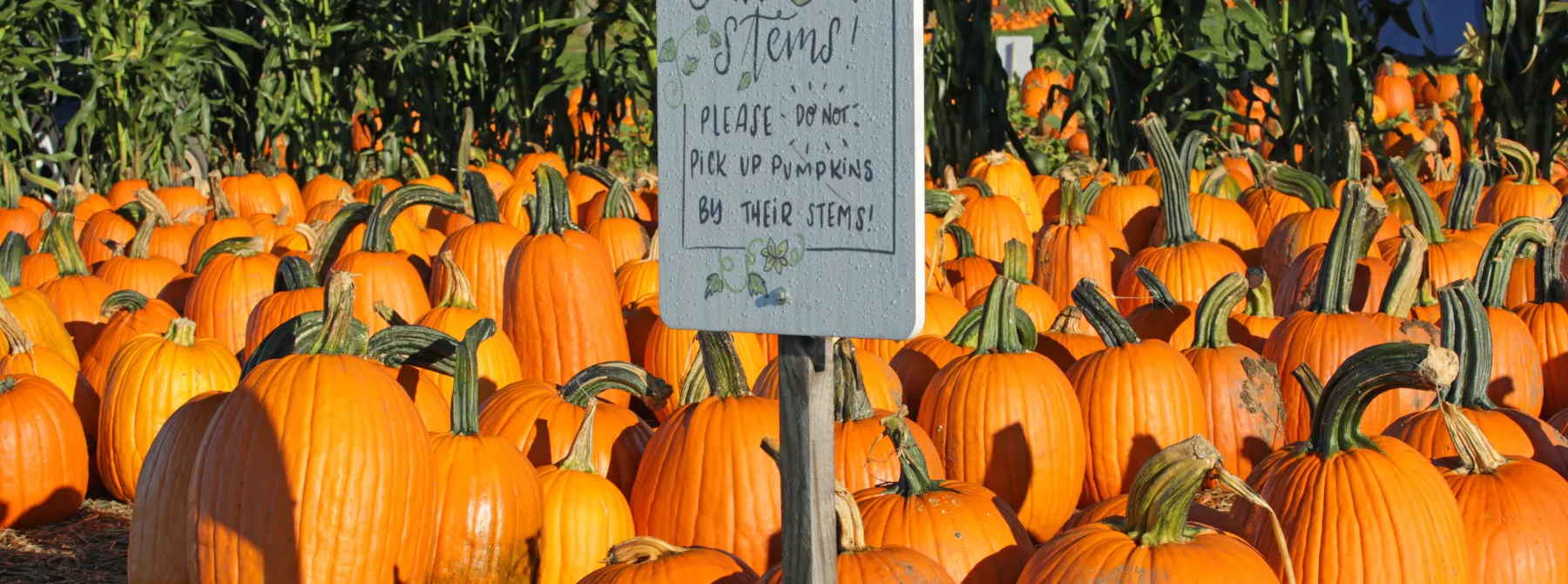 Jones Farm Pumpkins