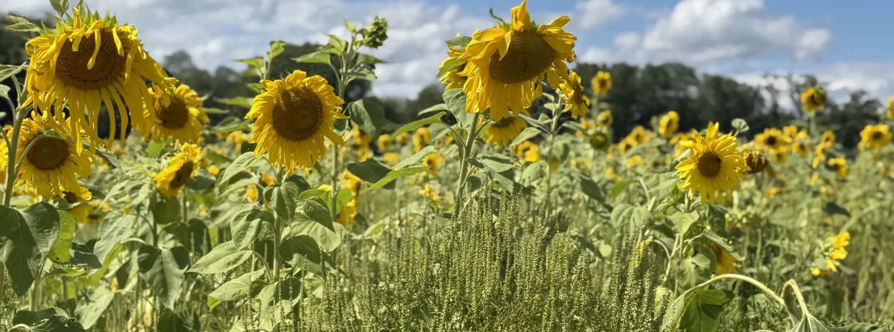 sunflowerField